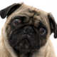 Illustration for article titled Dogs Are So Sweet That They Get Upset Even When Strangers Cry